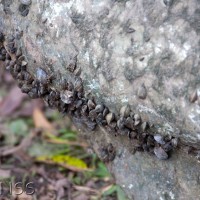 Zebra Mussel